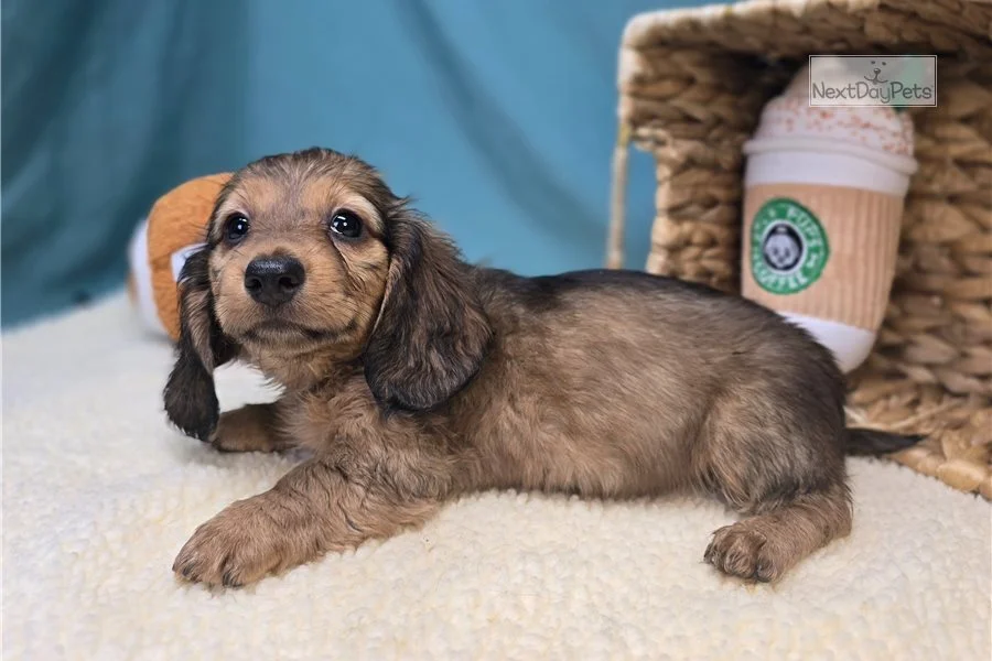 Rolling Dachshunds puppy