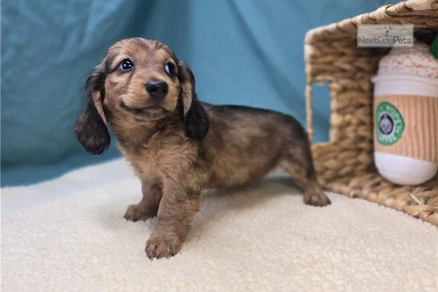Rolling Dachshunds puppy