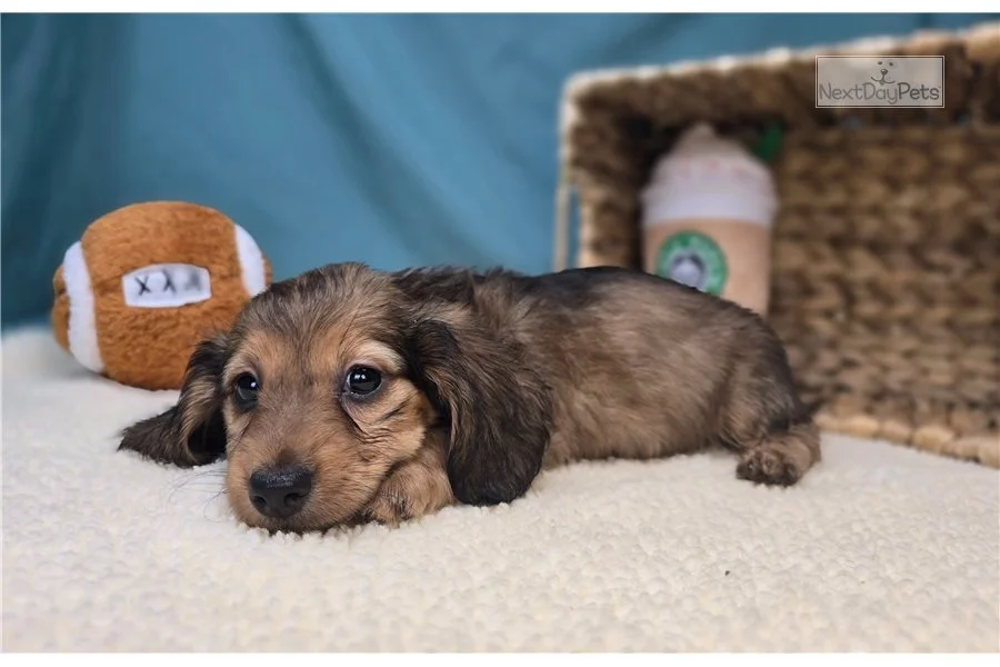 Rolling Dachshunds puppy
