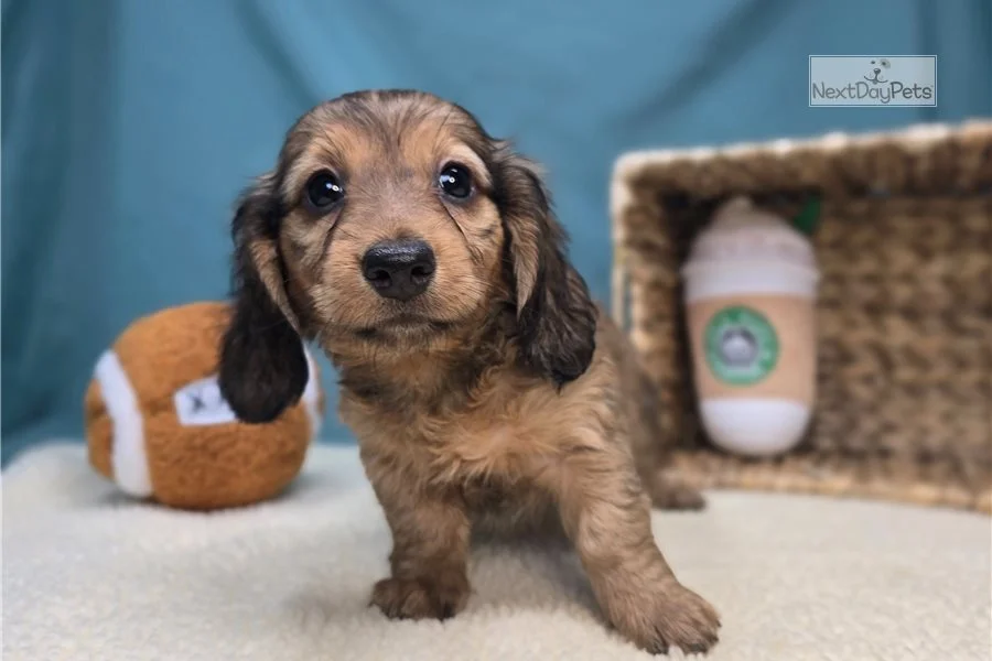 Rolling Dachshunds puppy