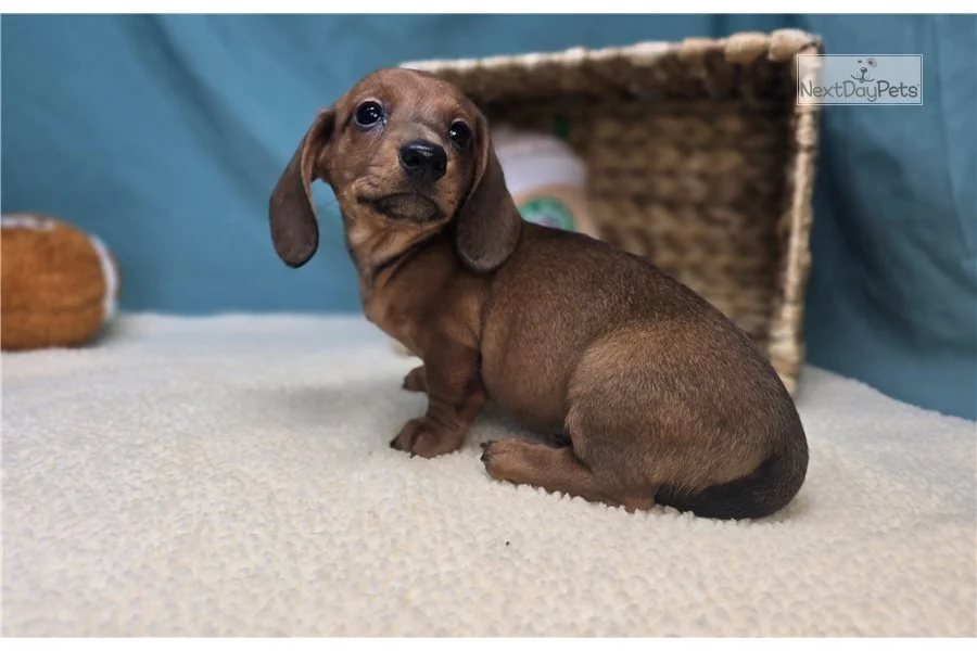 Rolling Dachshunds puppy