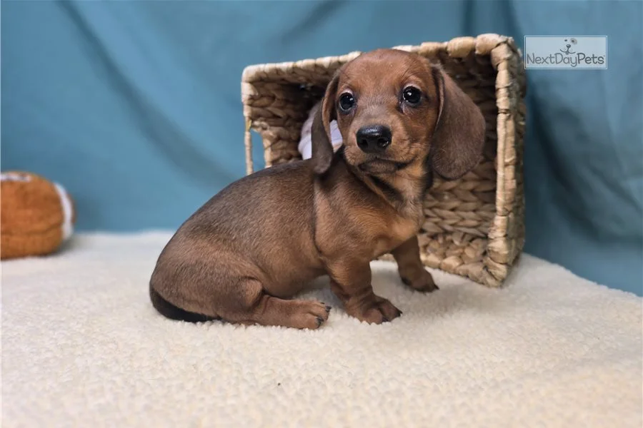 Rolling Dachshunds puppy