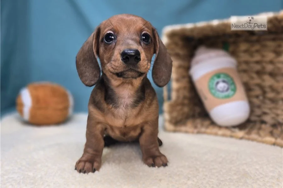 Rolling Dachshunds puppy
