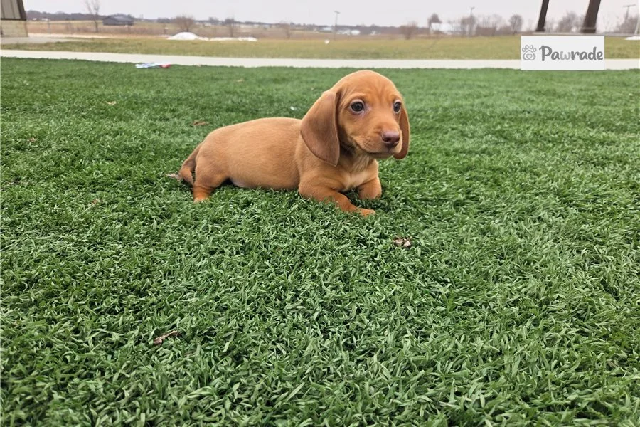 Rolling Dachshunds puppy