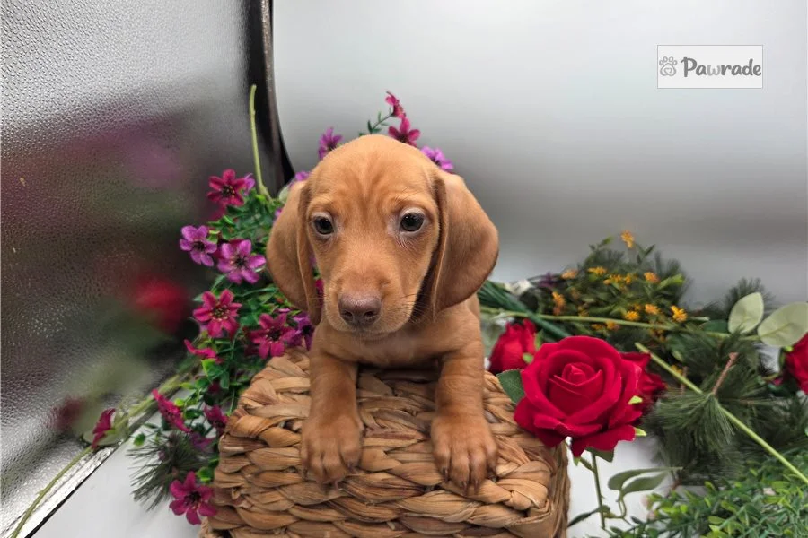 Rolling Dachshunds puppy