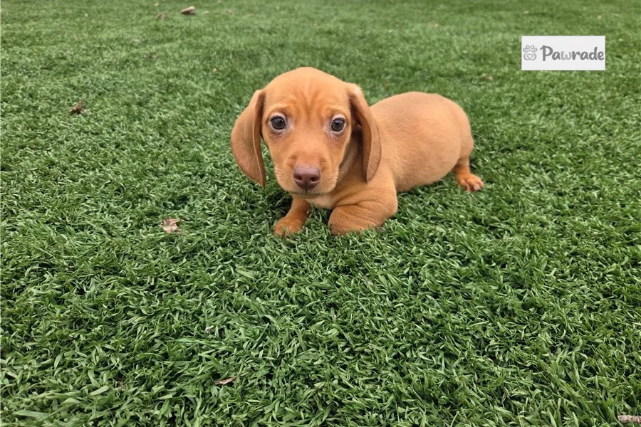 Rolling Dachshunds puppy