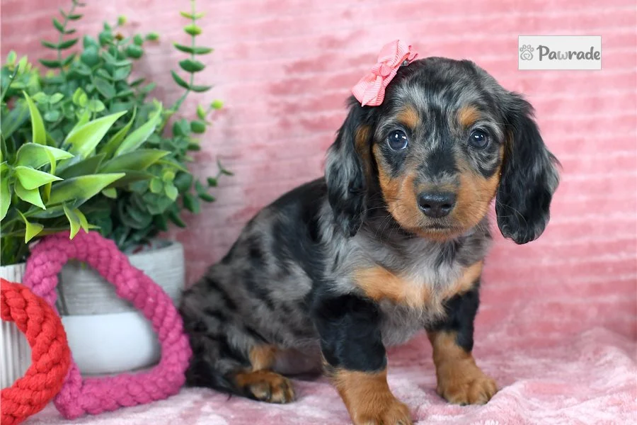 Rolling Dachshunds puppy