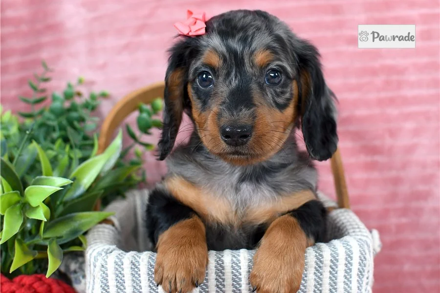Rolling Dachshunds puppy