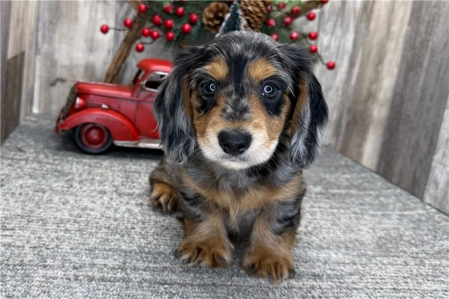 Rolling Dachshunds puppy