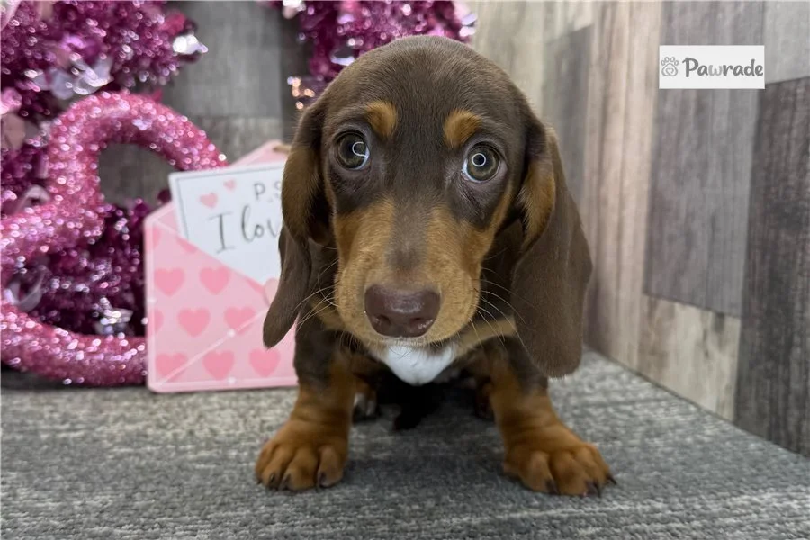 Rolling Dachshunds puppy