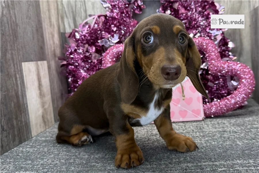 Rolling Dachshunds puppy