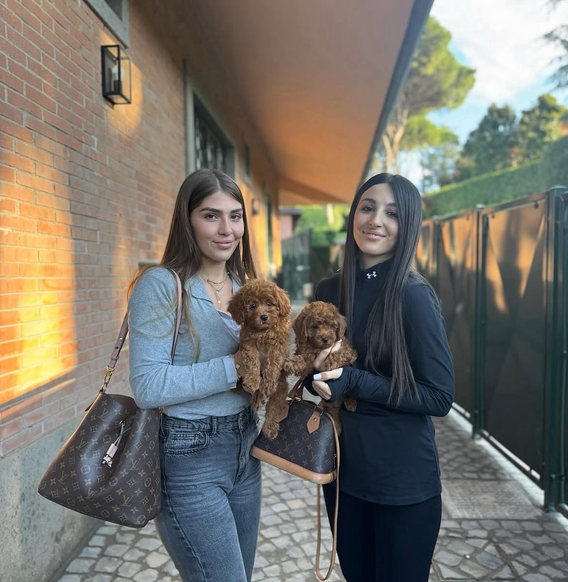 Rolling Dachshunds family